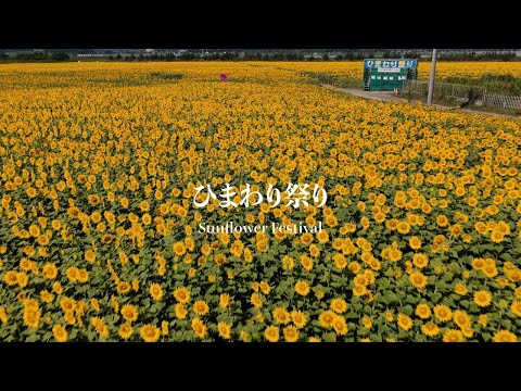 【4K】山元町ひまわり祭り2025｜被災地に咲く希望の花畑と夏の絶景【宮城県山元町】