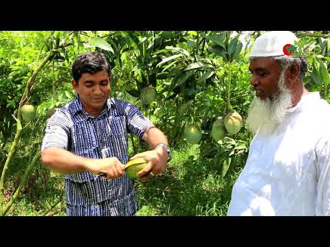 বারি আম ০৪ - বানিজ্যিক আম-পেয়ারা মিশ্র চাষে ১০ বিঘায় বছরে ২৫ লাখ টাকা আয়