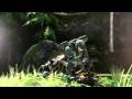 Halo ((All I Play-Oh)) 