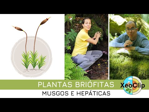 Vídeo: As plantas briófitas. Musgos e escarmentas (hepáticas) 