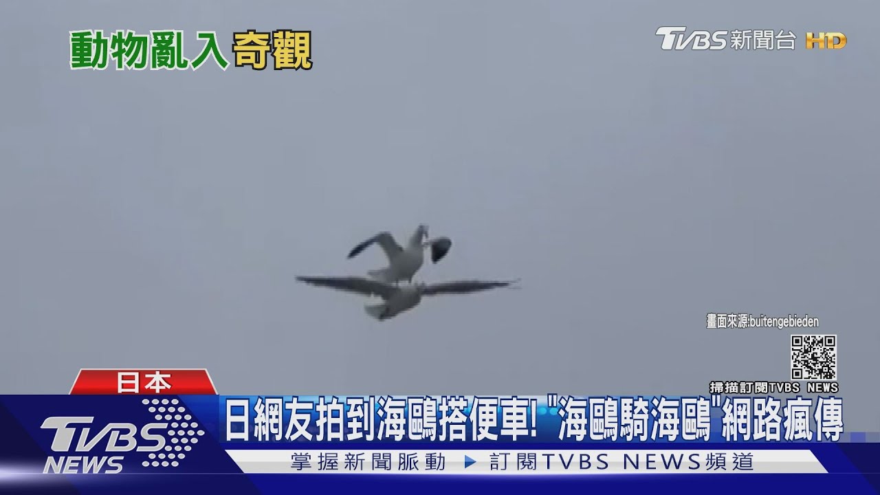 日本網友拍到海鷗搭便車! 「海鷗騎海鷗」網路瘋傳