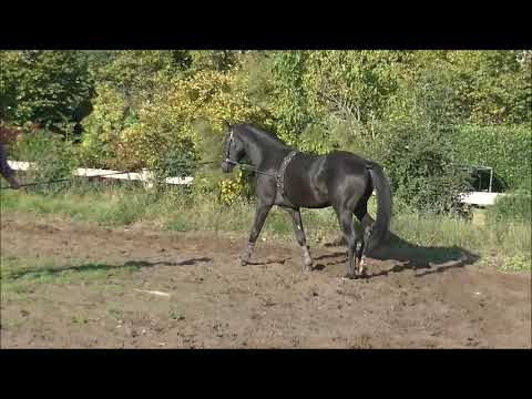 Finest Quaterback komplett