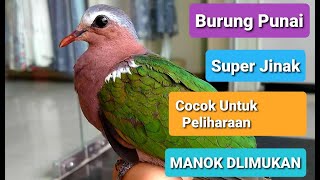 Download lagu Burung Punai Putri Mandi (Burung Delimukan) mp3