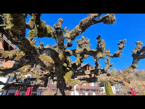 2022 04  Feldafing am Starnberger See