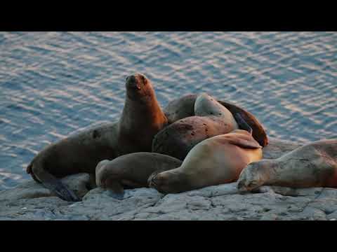 Ruta Natural del Mar Patagónico