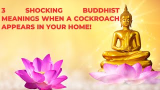 3 Shocking Buddhist Meanings When a Cockroach Appears in Your Home!