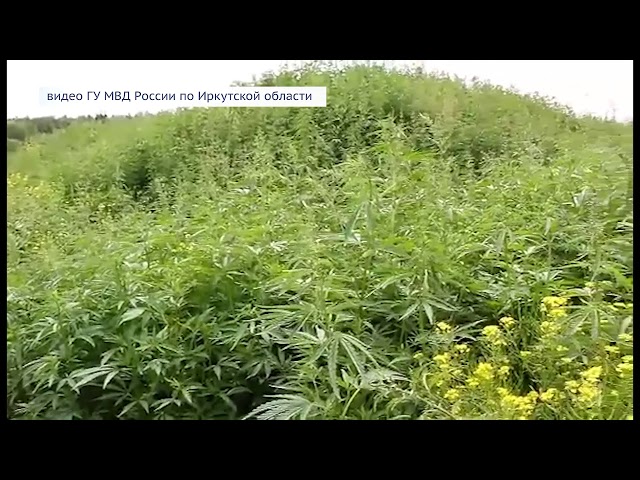 Операция «Мак»