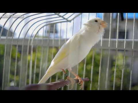 The Cutest White Canary Singing - Canary Singing Video