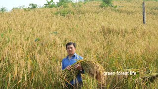 The 2024 rice crop i planted on the mountain gave me a big harvest. Robert  | Green forest life
