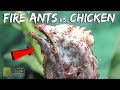 I Gave My Fire Ants A Chicken Head