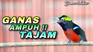 Download lagu MASTERAN KASAR KONIN GACOR FULL ISIAN TEMBAKAN GREJA TARUNG - CIBLEK - BELALANG EMAS TONJOLAN AMPUH mp3 Download lagu MASTERAN KASAR KONIN GACOR FULL ISIAN TEMBAKAN GREJA TARUNG - CIBLEK - BELALANG EMAS TONJOLAN AMPUH mp3