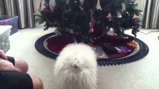 Teddy Barking at the Train