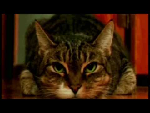 Chris Coco - Festival Fundraiser St Patrick's Day Rave Up.