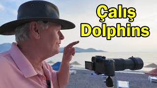 Dolphins in Çalış