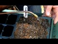 How to Propagate Habanero Pepper Seed : Planting & Gardening Vegetables