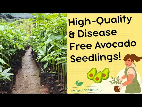 Episode 30: Where to Get Grafted Hass Avocado Seedlings in Kenya – Farmers’ Secret Revealed