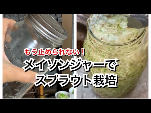 スプラウトジャー: スプラウトの栽培に最適です 庭の練習