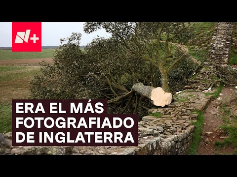 ¡Hicieron justicia para Robin Hood! Condenan a hombres que talaron el árbol más famoso de Inglaterra
