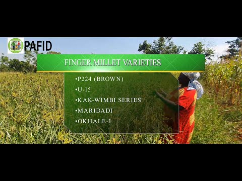 Why you should switch from maize to FINGER MILLET growing...!