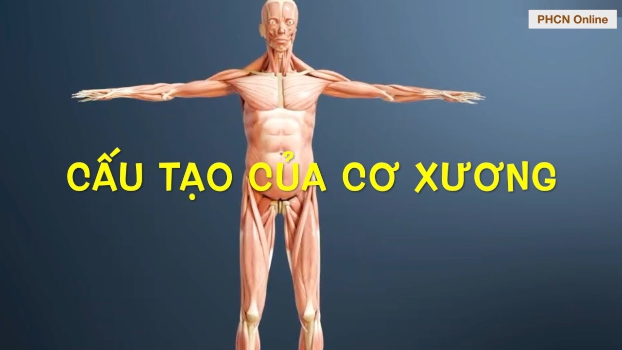 Cấu tạo của cơ xương