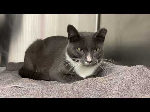 Delilah , an adopted Domestic Short Hair in Clifton, NJ_image-1