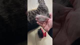 高級ツバキオイル配合ヘッドマッサージ（ダイソー）でふくちゃん（猫）をマッサージしたら
