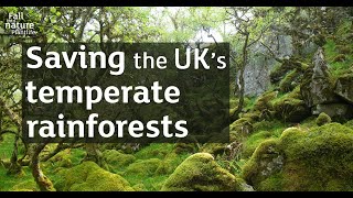 Saving our rainforests – an introduction to UK temperate rainforest and its management