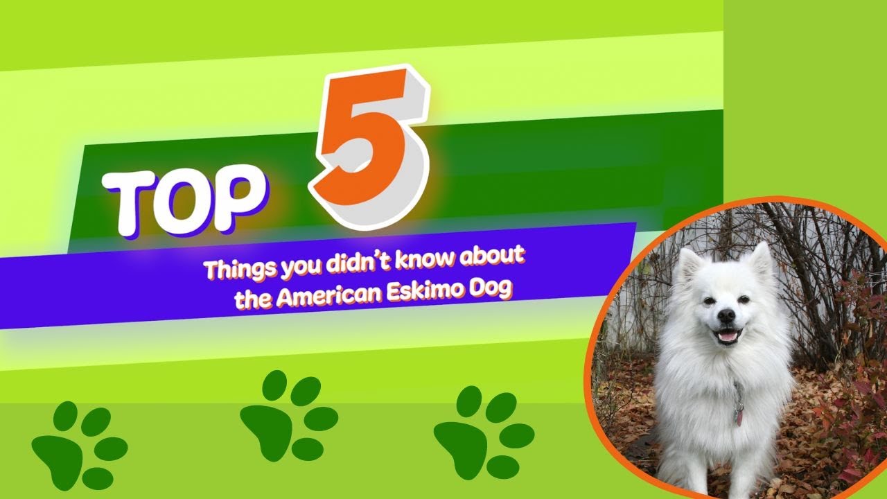 5 things you didn't know about the American Eskimo Dog