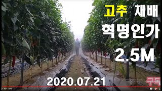 [고추재배] 많이 달리고, 굵다/방제 이렇게하다 (2020.07.21)