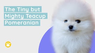 Get To Know the Tiny but Mighty Teacup Pomeranian History, Size and Appearance, Temperament
