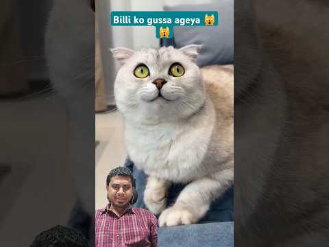 Billi ko gussa ageya 🙀🙀🤔🤔 #cat #funny #catlover #cute #cats #rajibfmcg #shorts