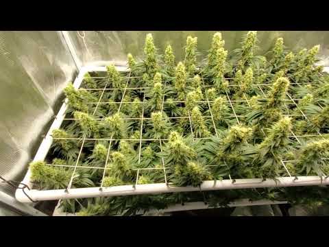YouTube video about: How many plants in 2x4 tent?
