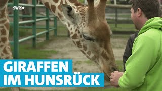 Wahnsinn! 10 Meter hohes Haus für zwei Giraffen und ein Hauch von Afri