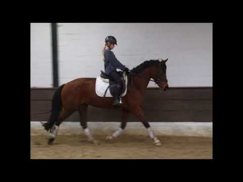 BEA 9j. Verlasspony L-Dressur platziert VB 10.000,- Euro