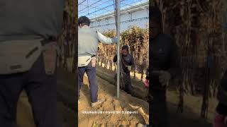 유실수 묘목 겨울철 관리법 !! 일단 심어야겠죠 ? #shorts #옥천나무시장 #유실수구매