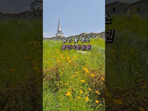 서울 한복판에 이런 꽃밭이 있다고? 금계국 절정인 흥인지문공원