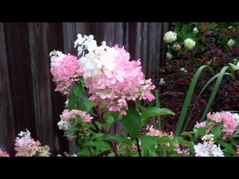 First Editions® Vanilla Strawberry™ Hydrangea - GROW IT!