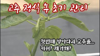 고추 정식 후 초기 관리 1편! 첫번째 방아다리 고추를 키워야하나? 제거해줘야하나??