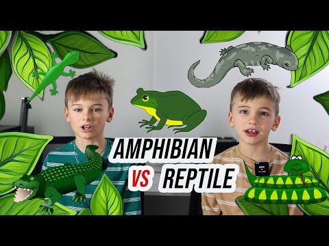What's the Difference Between Reptiles and Amphibians? | Reptile vs Amphibians