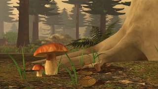 Mykorhiza - kamarádství hub a stromů