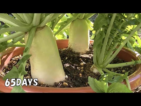 園芸 ピンク大根