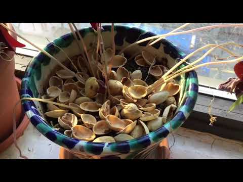 1st YouTube video about are pistachio shells compostable