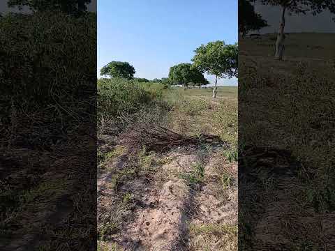 mas um vídeo aqui no sítio cajueiro Lagoa salgada RN