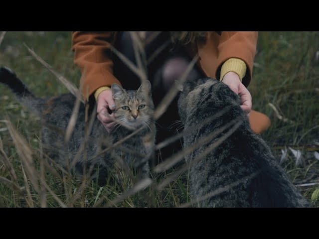 Фото Видеопортрет. Включает в себя 1 час сьемки видео и немного фото на улице или в помещении, монтаж клипа и обработанные все фотографии (около 50 шт). Стоимость 1000 грн. Время работы 1 неделя.