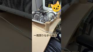#cat#ねこ