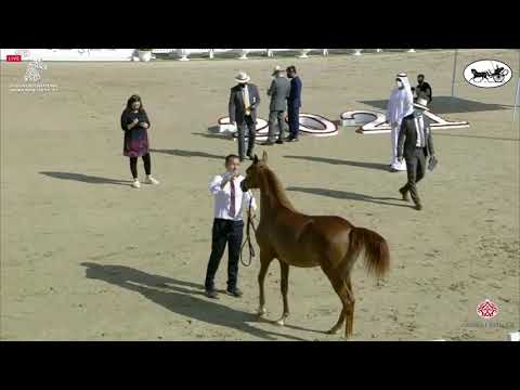N 11 ES HALWA   Sharjah International Arabian Horse Festival 2021   Yearling Fillies Class 1A