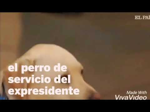 Sully el Perro de George Bush