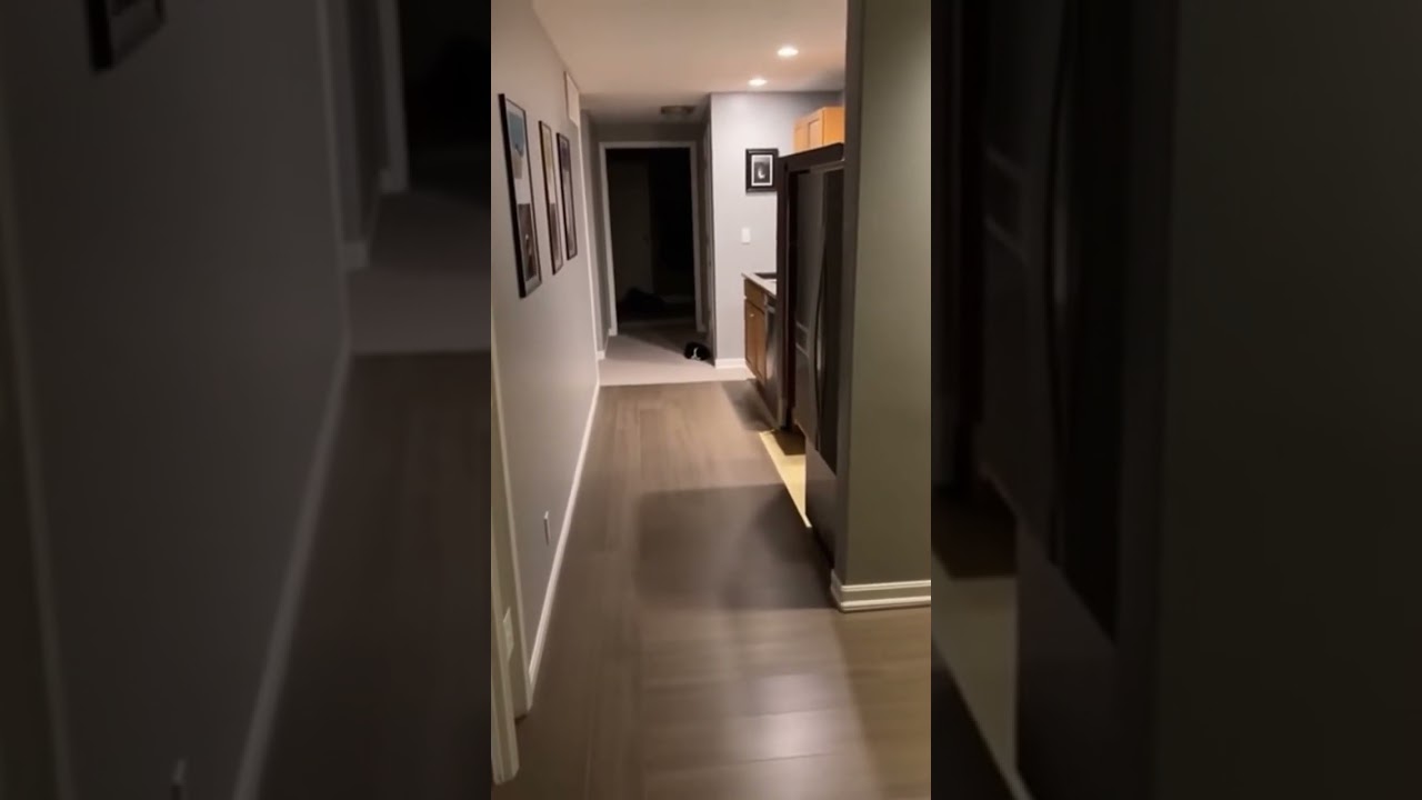 Did my cat just ASTRAL PROJECT? #Glitch #Cat #Doppelganger