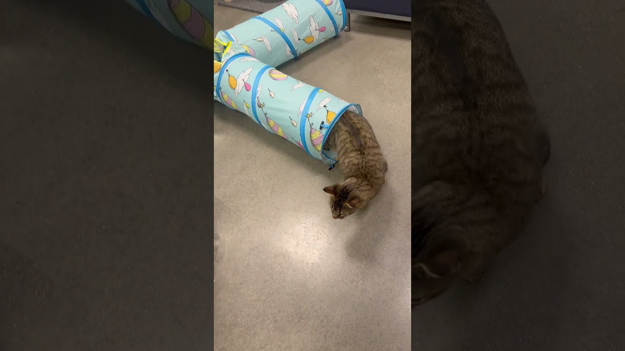 Enlarge Speedy, an adopted Domestic Short Hair in Beaufort, SC video 6/6