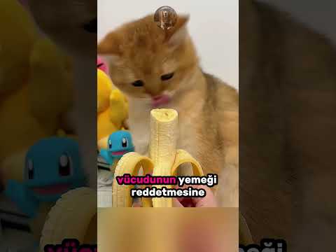 İnat Sanılan Hareketin Altından Çıkan Üzücü Rahatsızlık 😿🧠💔